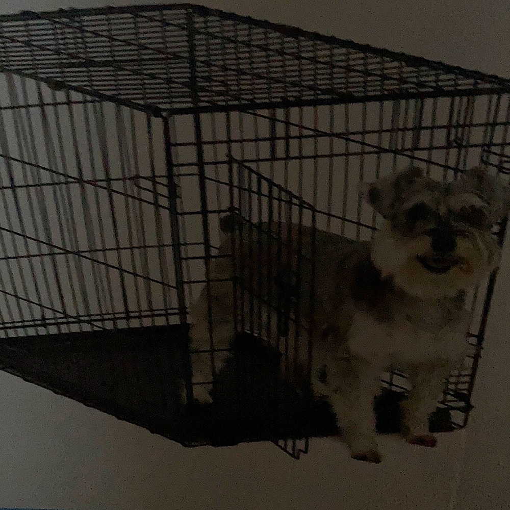 A dog in a crate